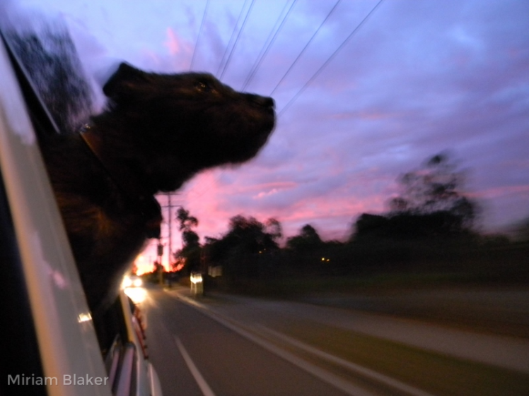 Harry looking up at the sunset (800x600)