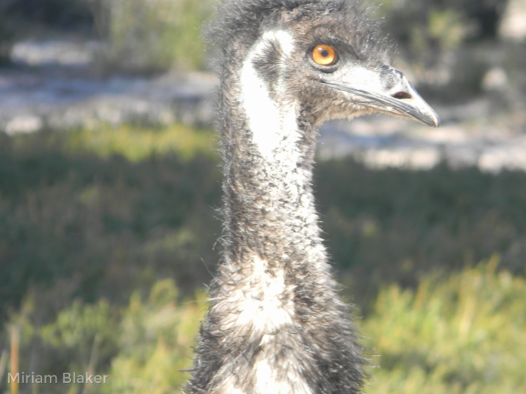 geoge-the-emu-at-little-desert-800x600