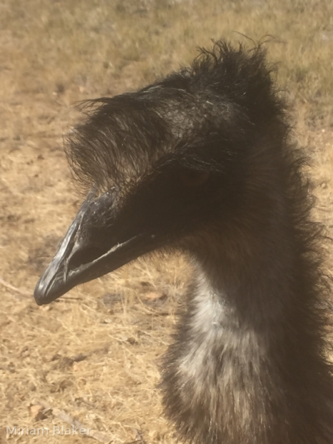 emu (600x800)