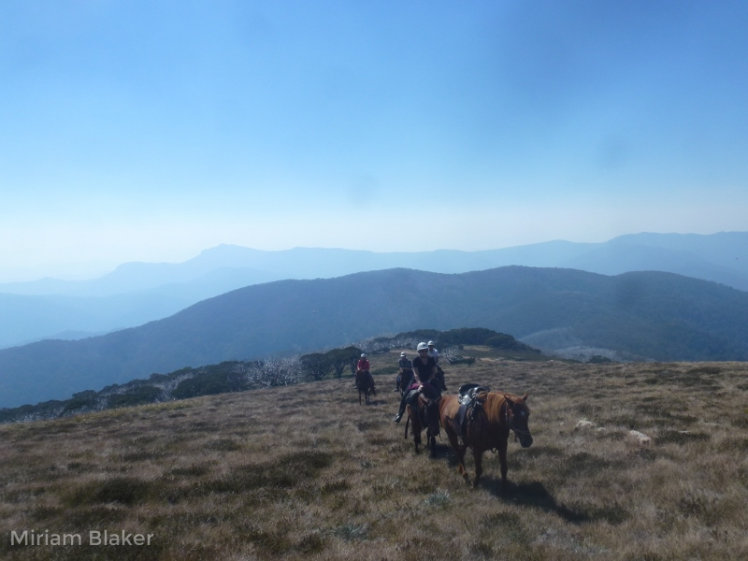 Horse riding up Mt Bogong (800x600)